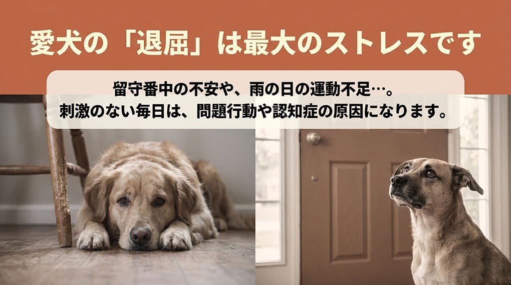 愛犬の退屈は最大のストレスであり、留守番中の不安や雨の日の運動不足など刺激のない毎日が問題行動や認知症の原因になることを伝えるスライド。