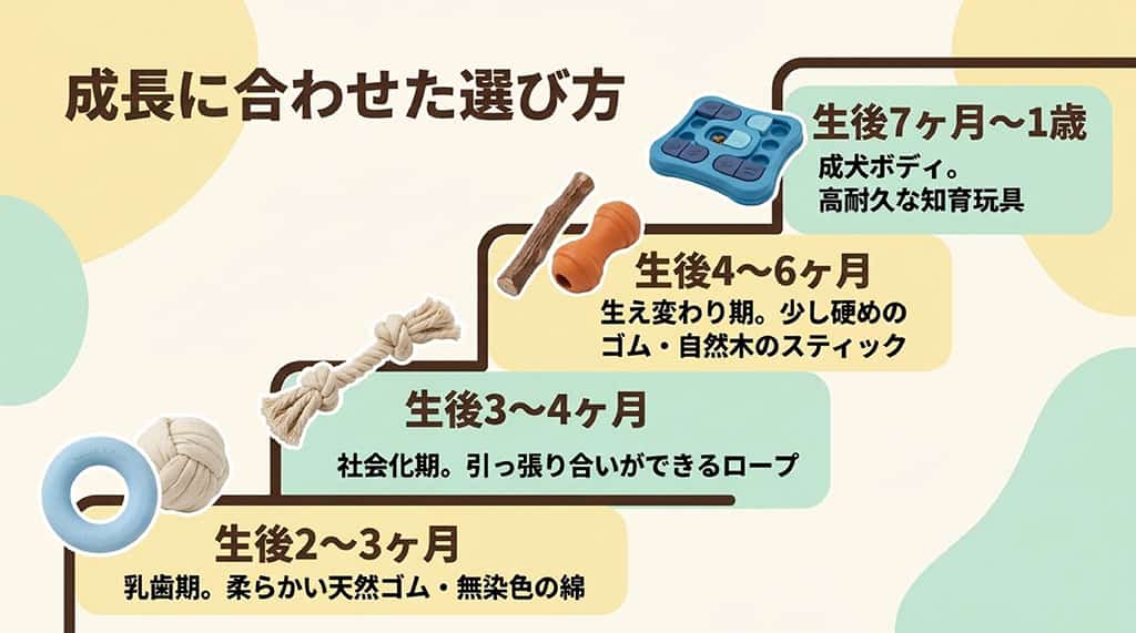 子犬の成長に合わせたおもちゃの選び方を、生後2〜3ヶ月（乳歯期）、3〜4ヶ月（社会化期）、4〜6ヶ月（生え変わり期）、7ヶ月〜1歳（成犬ボディ）の4段階で解説したタイムライン風のスライド。
