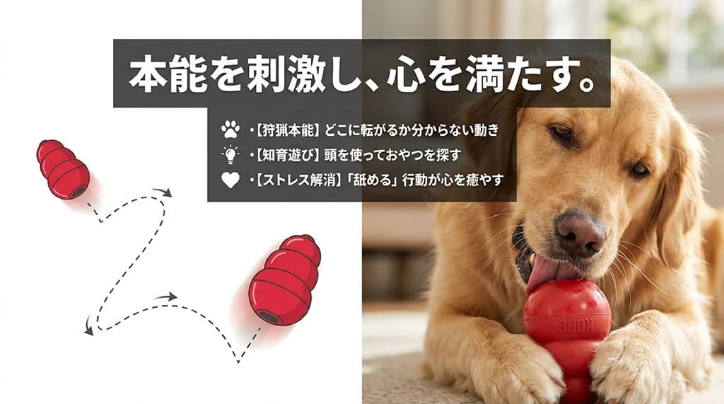 コングが選ばれる理由を解説するスライド。不規則な動きで狩猟本能を刺激、頭を使っておやつを探す知育遊び、舐める行動によるストレス解消の3つのメリットを記載。